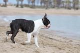 BOSTON TERRIER 370